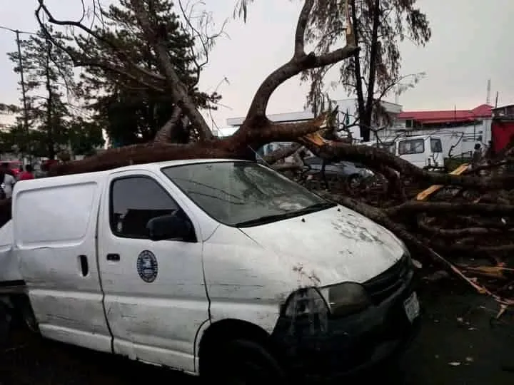 Heavy rainstorm uproots trees