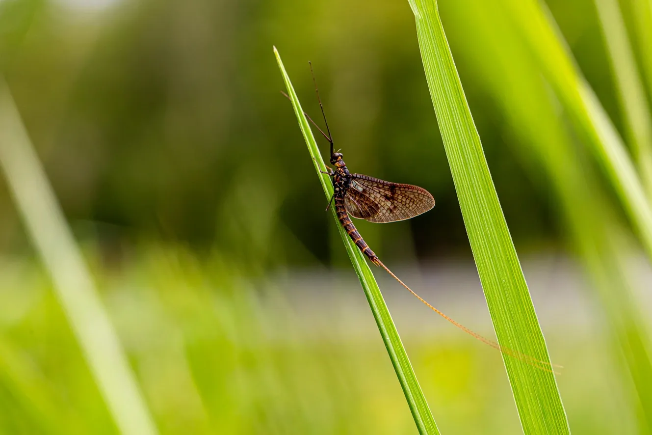 Mayfly is one of animals with a short lifespan
