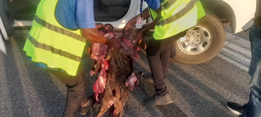 plane kills antelope